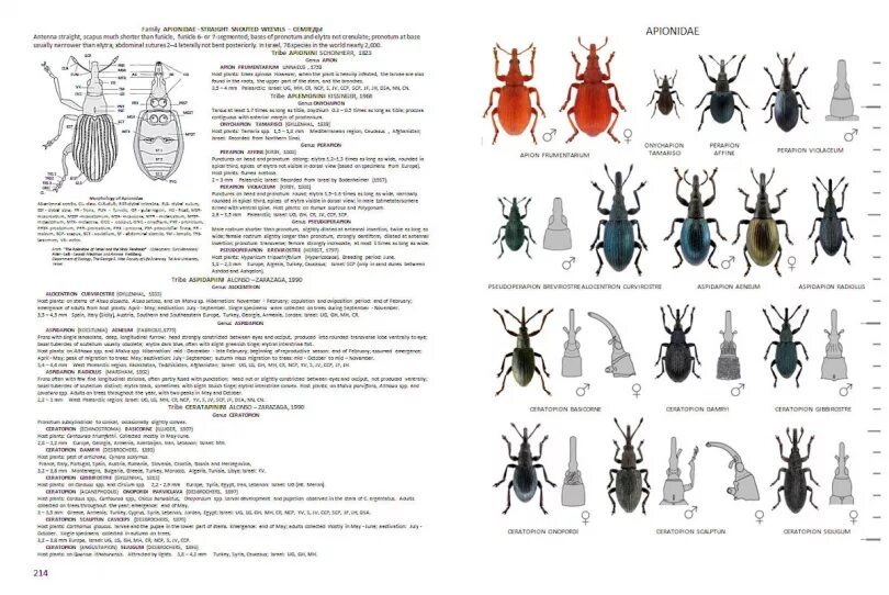 Таежный клещ атлас определитель 2 класс окружающий. Таежный клещ атлас определитель 2. Таежный клещ доклад 2 класс. Таёжный клещ информация. Атлас определитель таежный клещ окружающий мир.