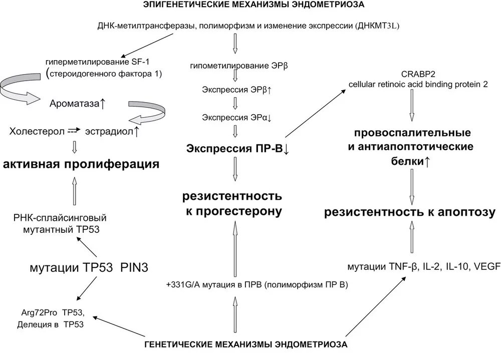 Терапия эндометриоза. Патогенез эндометриоза схема. Механизм развития эндометриоза. Эндометриоз патогенез. Патогенез развития эндометриоза.