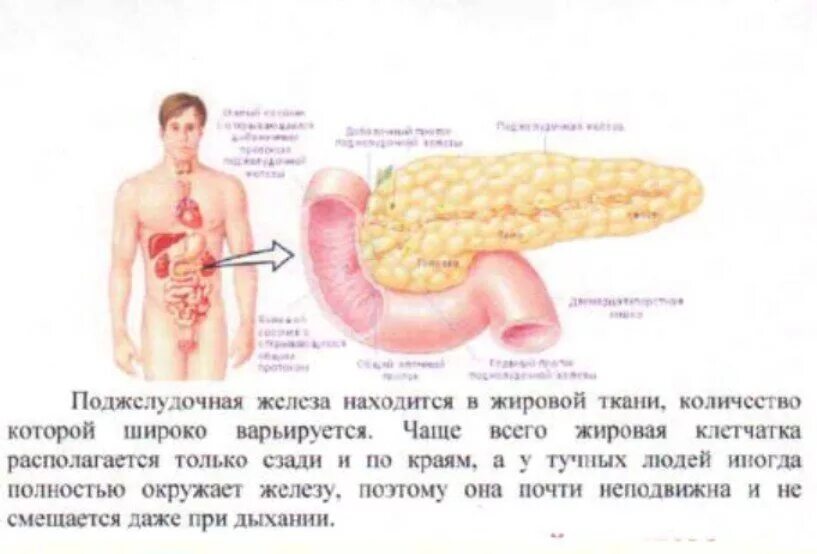 Болит поджелудочная что делать. Больная поджелудочная железа симптомы. Симптомы поджелудочной железы у мужчин. Симптомы болезни поджелудочной железы у мужчин. Заболевания поджелудочной железы симптомы и признаки.