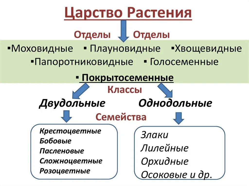 Огэ покрытосеменные