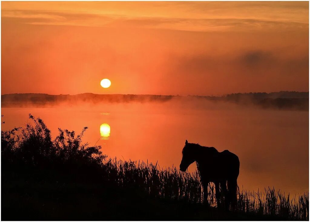 Дни летят за рассветом закат слушать. Лошади на рассвете. Закат в деревне. Лошади на закате. Лошади вечером на поле.