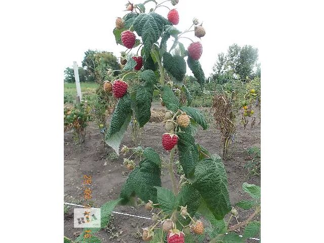 Малина сорт геракл выращивание. Малина Геракл куст. Малина Геракл дерево. Высота малины Геракл. Малина Геракл посадка.