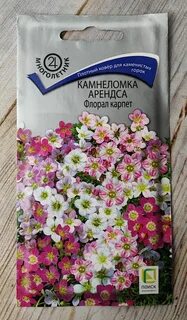 Камнеломка флорал карпет