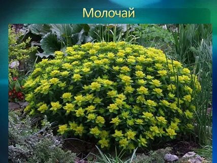 Светолюбивые многолетние растения