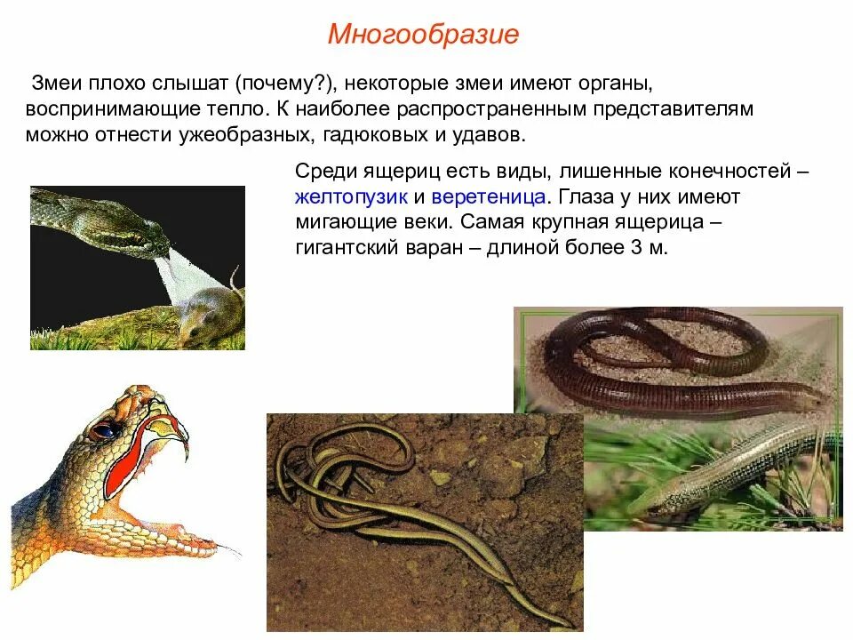 Змеи относятся к виду. Многообразие пресмыкающихся ящерицы. Класс пресмыкающиеся змеи. Презентация о змеях. Змеи представители пресмыкающихся.