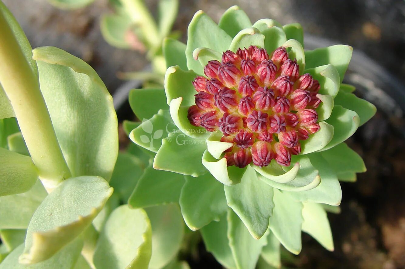 Rhodiola rosea. Родиола розовая. Родиола разнозубчатая. Родиола линейнолистная. Золотой корень родиола розовая.