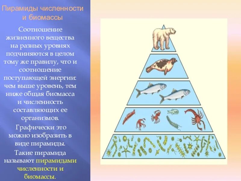 Экологическая пирамида биоценоза. Экологическая пирамида биомассы. Пирамида биомасс пирамида чисел пирамида энергии. Экологическая пирамида биомассы Перевернутая. Упрощенная экологическая пирамида чисел.