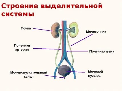 Урок выделительная система