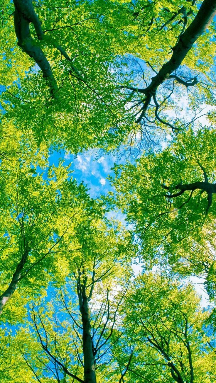 Phone tree