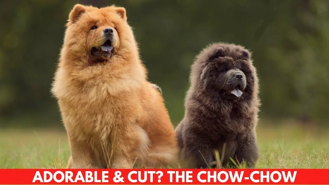 Материал к уроку биологии "Эти удивительные животные" Chow dog breed, 