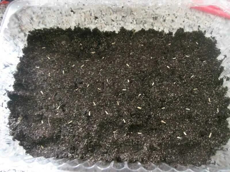 ростки хризантемы. как посеять хризантему эксибишн. черенкование хризантем. выращивание хризантемы из семян на рассаду. рассада хризантемы мультифлора.