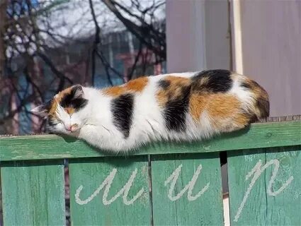 Текст забором