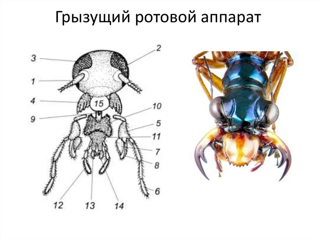 Жуки ротовой аппарат грызущий