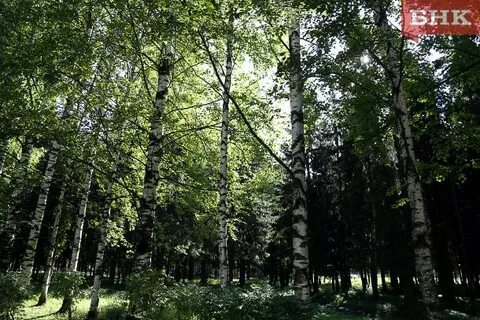 Пор лес