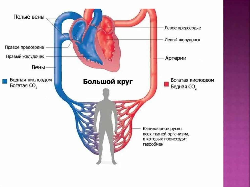 Большой и малый круг кровообращения схема анатомия. Схема большого круга кровообращения у человека. Малый и большой круг кровообращения человека схема анатомия. Артерии большого круга кровообращения схема. Заканчивается в правом предсердии