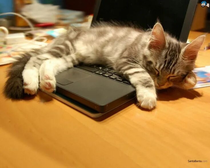 Чтобы кот уснул. Котик с компьютером. котенок и компьютер. кот с ноутбуком. котик псит на ноутбуке.
