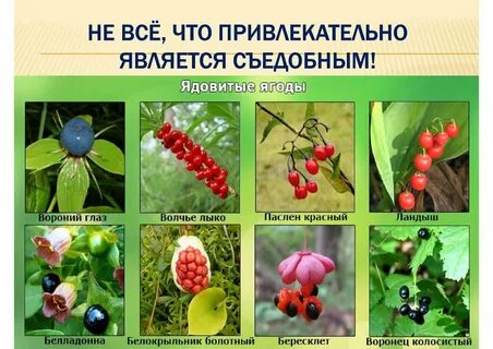 Ягода какому семейству относится