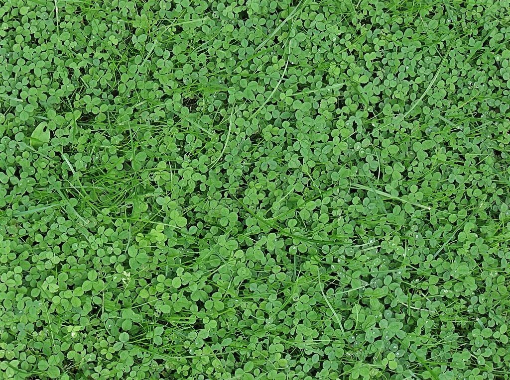 Почвопокровные грыжник. Клевер ползучий (Trifolium repens). Грыжник гладкий газон. Клевер лилипут. Клевер трава купить