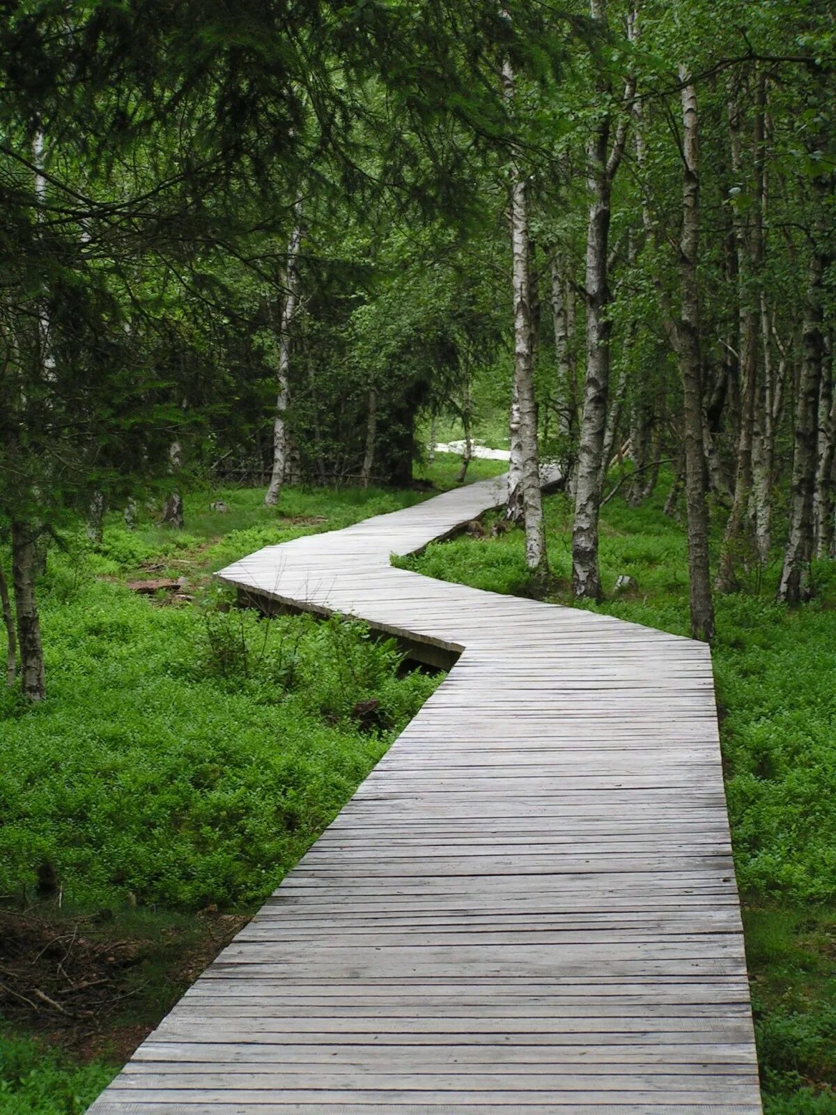 Path thread