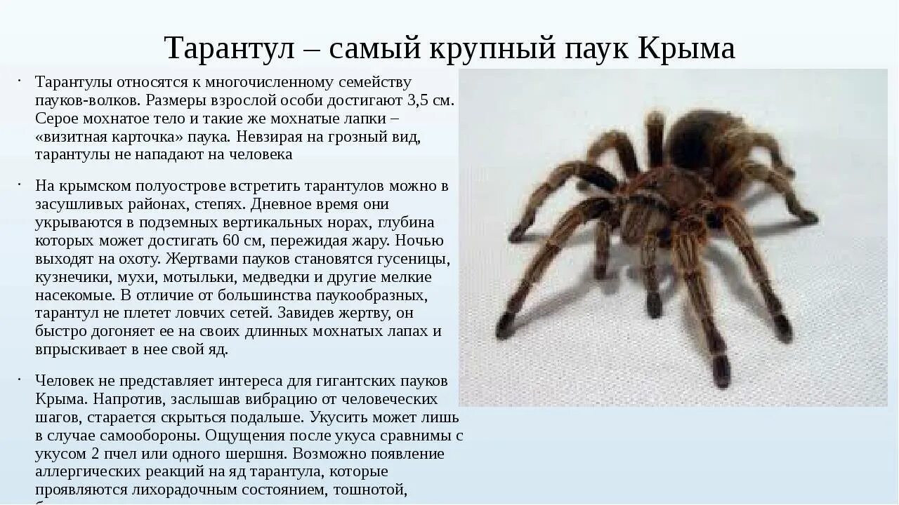 Паукообразные сообщение