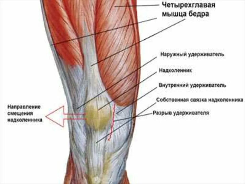 Ноет нога выше колена. Связки надколенника анатомия. Полуперепончатая мышца коленного сустава. Анатомия бедра мышцы и сухожилия. Мышцы коленного сустава анатомия.