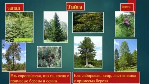 Сосна пихта ольха лиственница