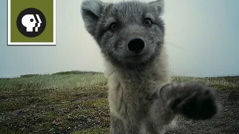 Fox destroy