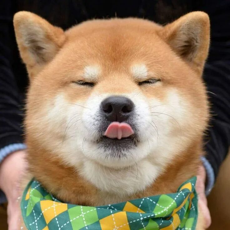 Собака с пухлыми щеками мем Shiba"お し ゃ れ ま と め の 人 気 ア イ デ ア ｜ Pinterest ｜ Hannie Groot 柴 犬 可 愛 い, 可 愛 い