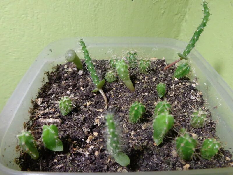 кактус опунция отростки. размножение кактусов черенками. черенок кактуса. стапелия черенкование. кактус опунция бразильская.