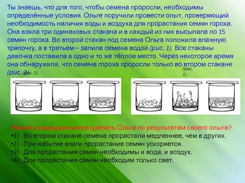 Экспериментатор измельчил семена гороха добавил. Опыт прорастания семян гороха. Влияние воды на прорастание семян. Эксперимент по прорастанию семян гороха. Условия прорастания семян гороха.