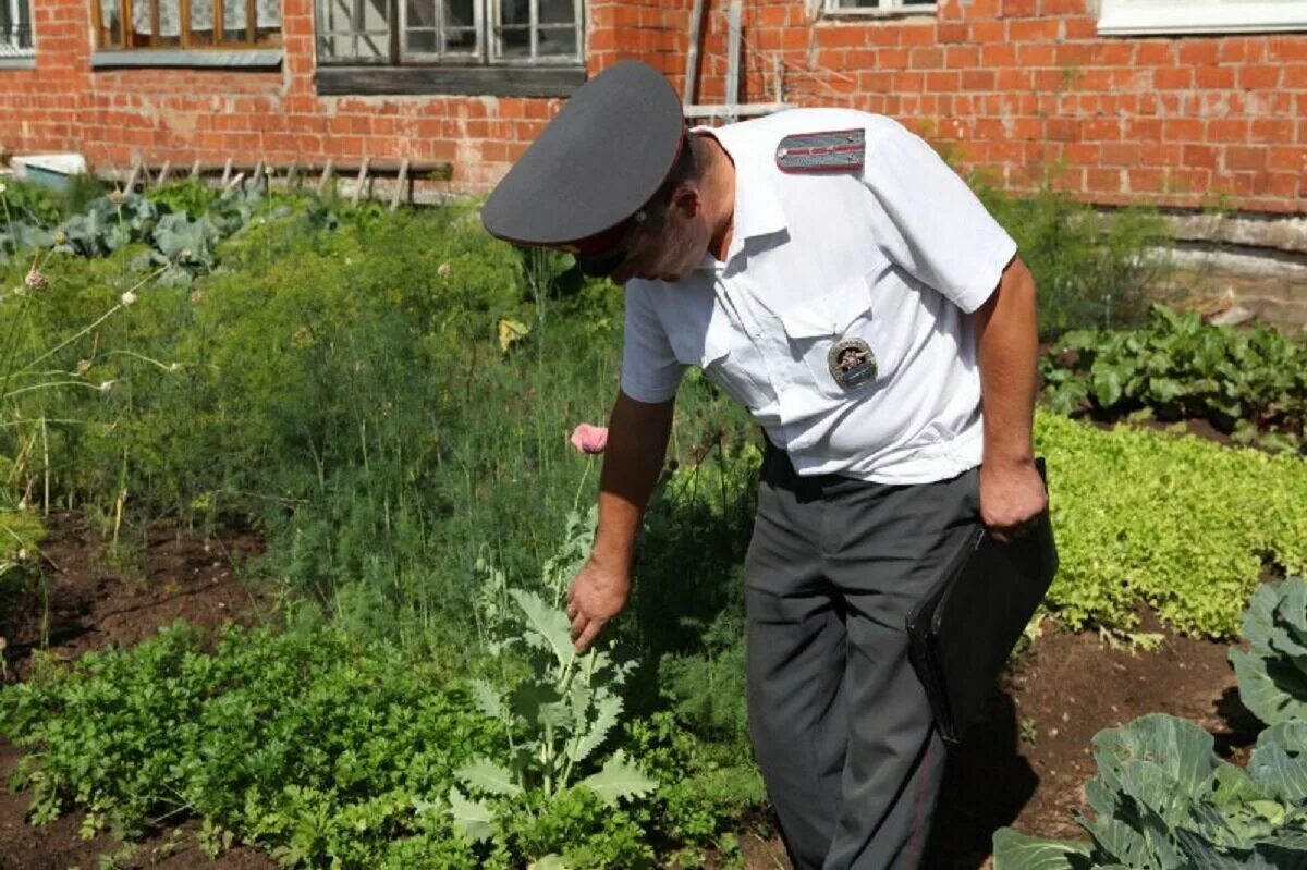 Сорняки на участке. Штраф за сорняки на участке. Мак в огороде. Мак растет в огороде. Участковый садовый