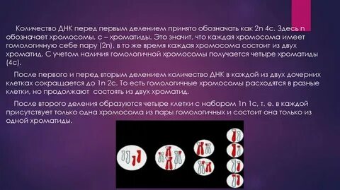 Число днк после первого деления мейоза