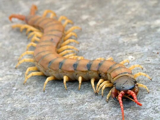 File:CentipedevsSpider.jpg - Wikipedia