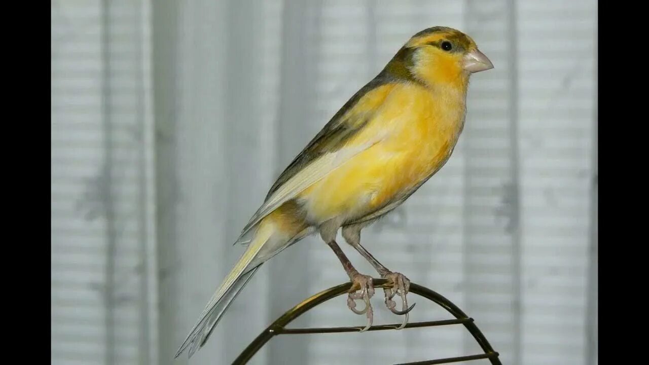 Как научить кенара красиво петь. Песня кенара. Канарейка ватерслайгер. Канарейка кенар пение. Канарейка поет.