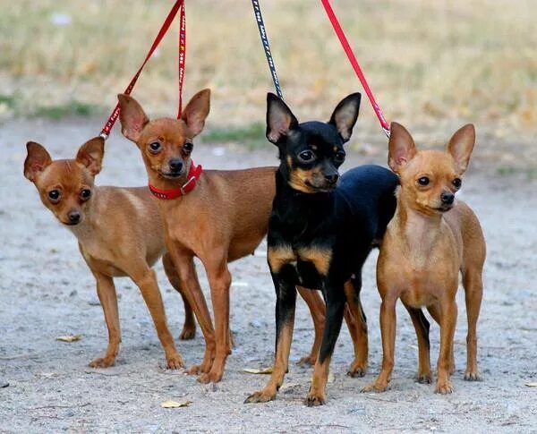 Той терьер на прогулке летом. Той терьер гулять зимой. Собака в комбинезоне зимой. Той терьер взрослый. Той терьер дворняжка.