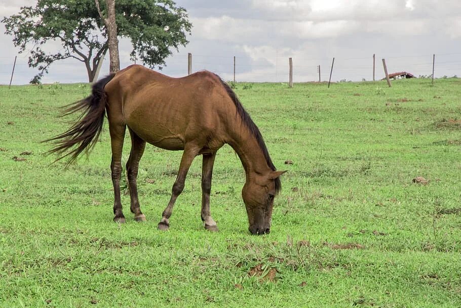 Полу птица полу лошадь. Лошадь в поле. Лошадь на газоне. Лошадь сельскохозяйственное животное. Лошади в поле фото.