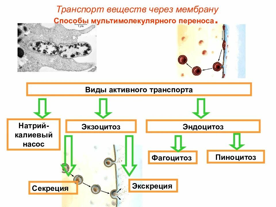 Виды транспорта веществ пиноцитоз фагоцитоз. Экзоцитоз секреция экскреция. Активный транспорт веществ эндоцитоз. Фагоцитоз это транспорт веществ через мембрану.