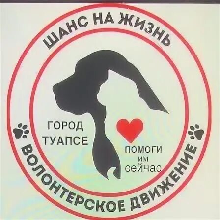 Шанс на жизнь туапсе. Пожар на кожевенной линии. Приют брошенный ангел. Брошенный ангел приют спб. Шанс на жизнь туапсе.