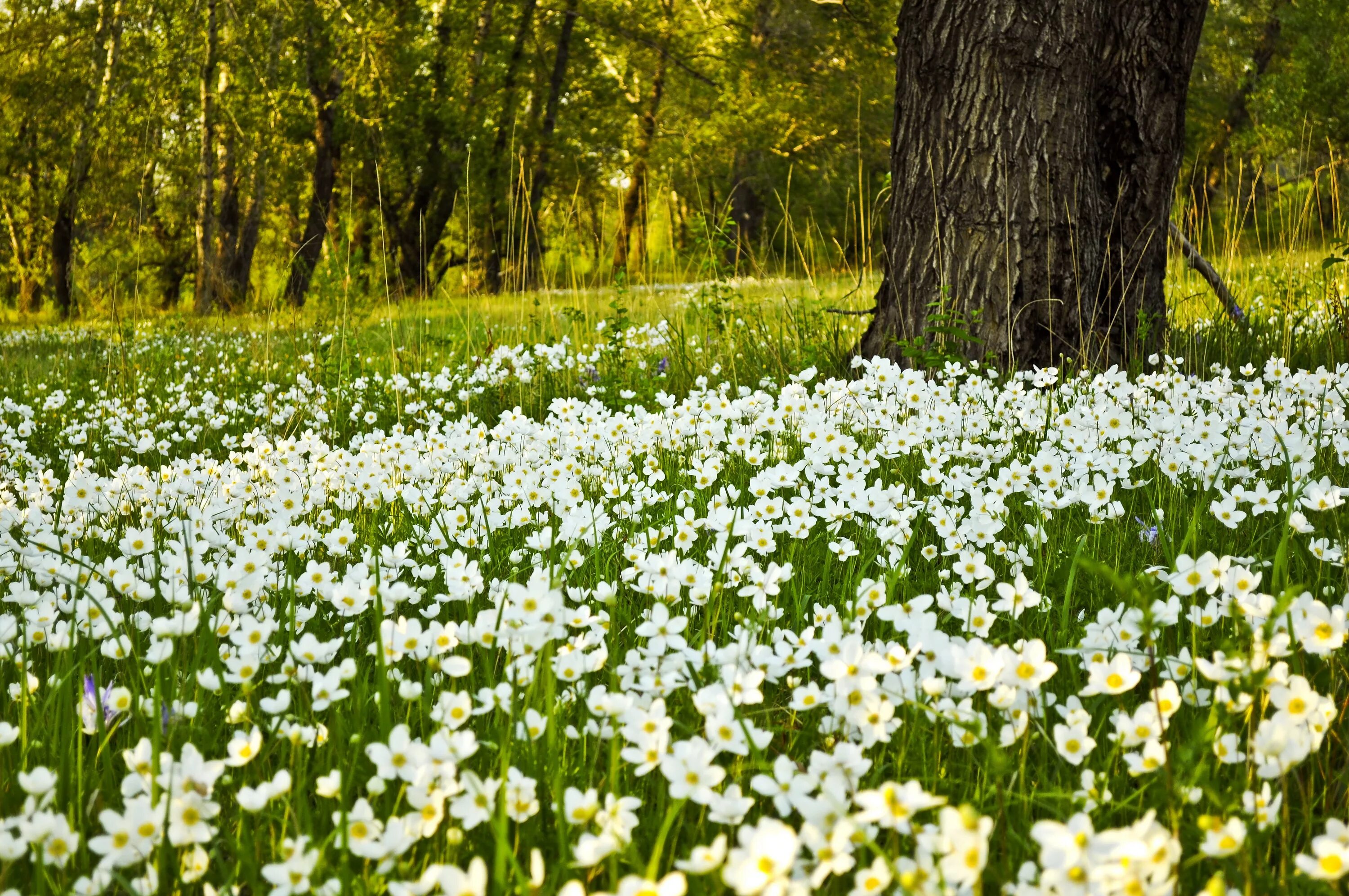 White fields