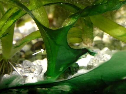 Как избавиться от водорослей