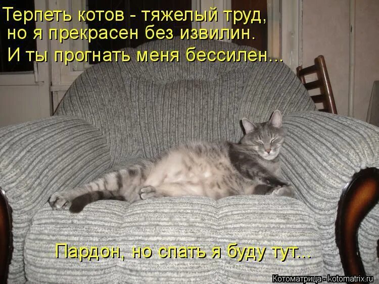 Кот терпит. Кот терпение. Кот ржака.