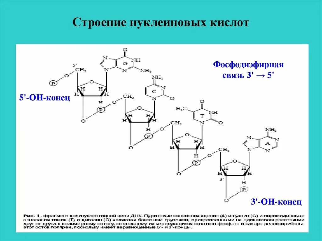 Связи в нуклеиновых кислотах. Структура ДНК фосфодиэфирные связи. 3 5 Фосфодиэфирная связь РНК. Фосфодиэфирная связь в нуклеиновых кислотах. 3. Строение нуклеиновых кислот..