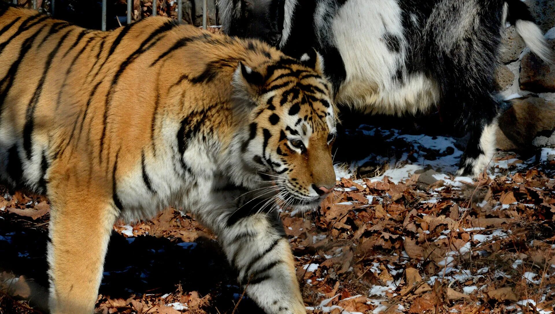 Тигры живущие в россии. Приморский сафари парк. Тигр и козёл. Хасбик с тигром.
