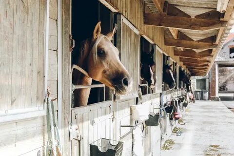 Stable перевод