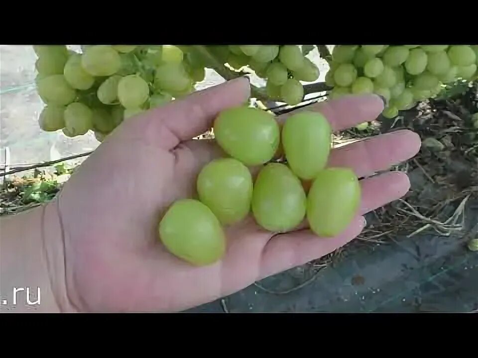 Эльдорадо ( Кашич В. П) - урожайность и опыление!!! - YouTube