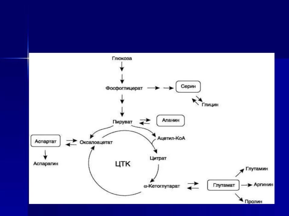 Синтез глюкозы в организме. Реакция образования аланина из пирувата. Синтез Глюкозы из аспартата реакции. Синтез Глюкозы из аланина аспартата и глутамата. Синтез аспартат из глюкзы.