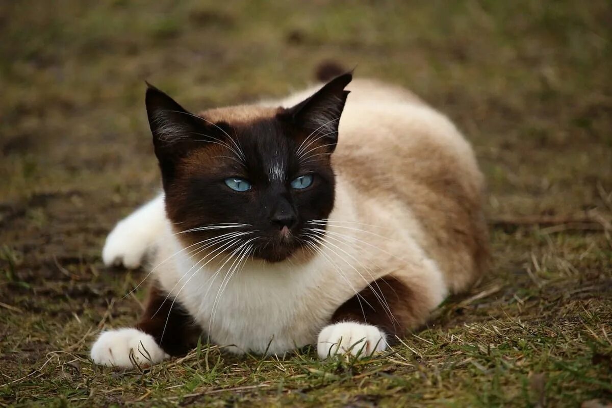 Порода кошек д. Сиамская кошка. Балинезийская кошка. Сноу-Шу кошка. Кот сиамской породы.