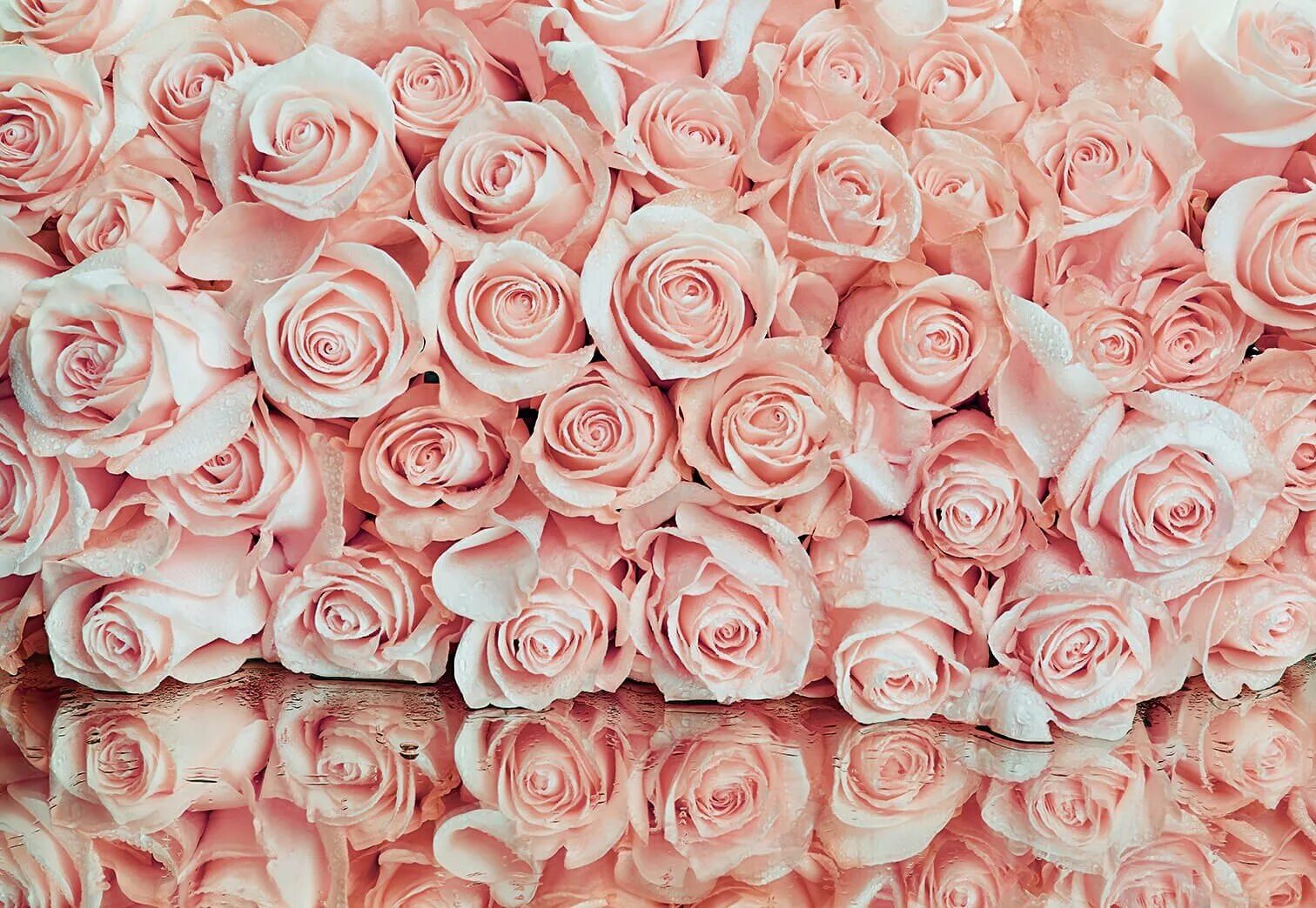Фотообои розы. Розы фон. Розовые розы. Бледно розовые розы.