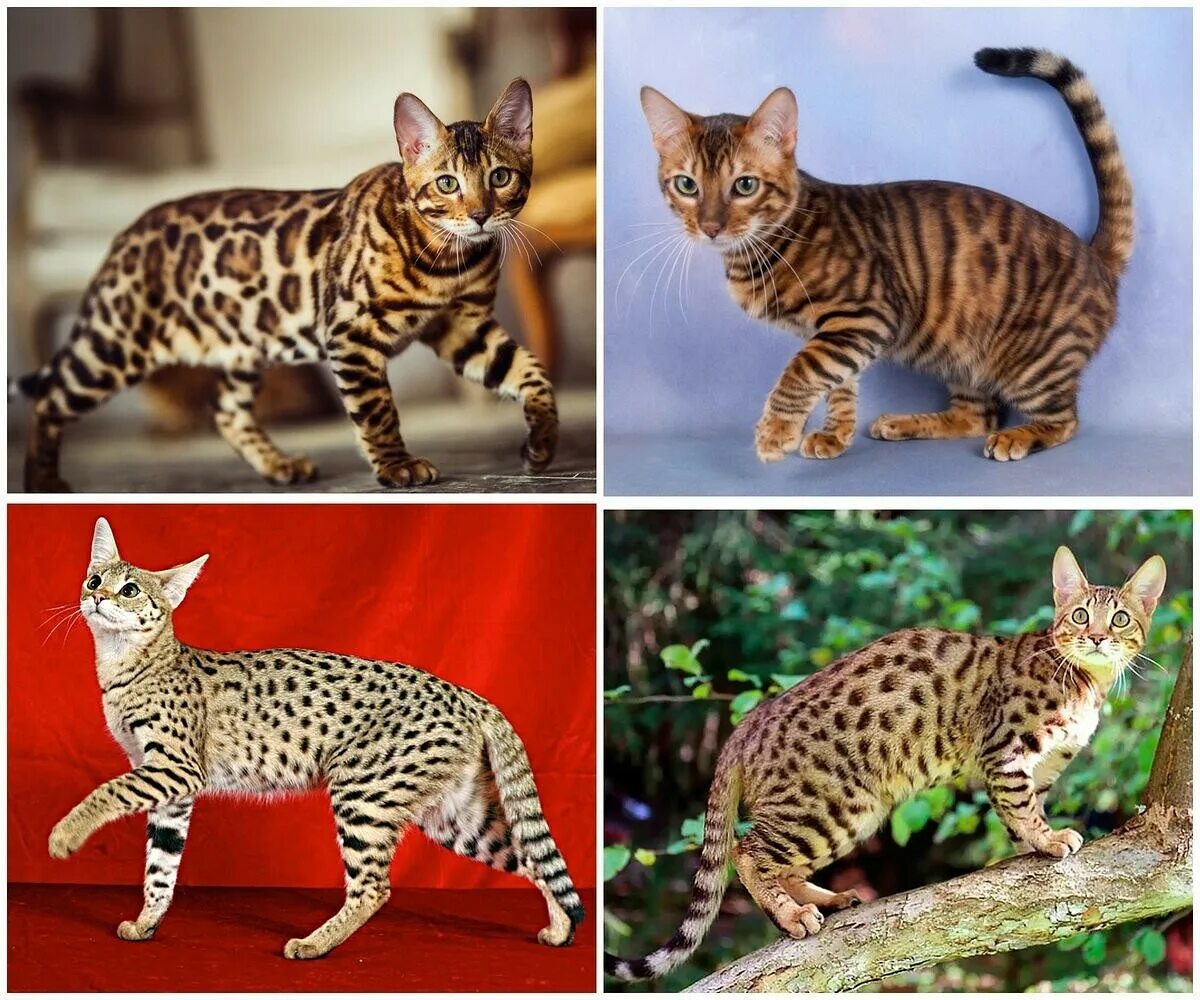 Рассмотрите фотографию кошки дикого окраса породы бенгальская. Бенгальская Саванна кошка. Табби Серенгети. Серенгети (порода кошек). Котята породы Серенгети.