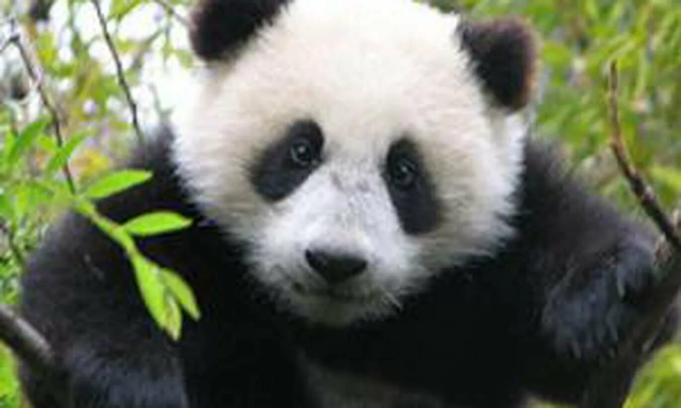 Панда без кругов. Панда без черных кругов под глазами. Панда без пятен. Панда без черных. Панда с черными кругами под глазами.